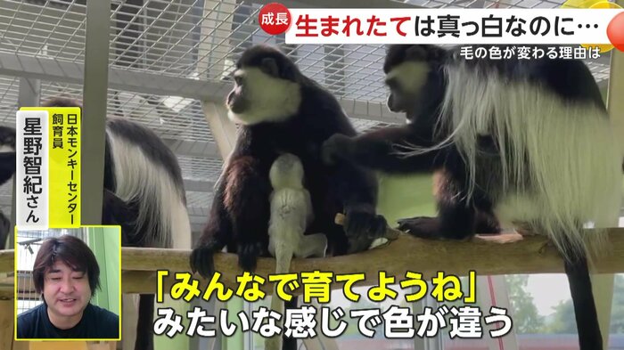 赤ちゃんを視認しやすいように進化したアビシニアコロブス(日本モンキーセンター)