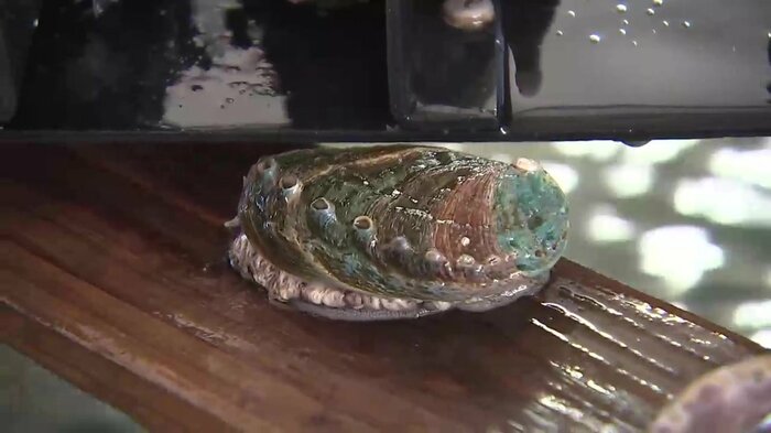 親貝とするため買い戻したアワビが元気良く動く