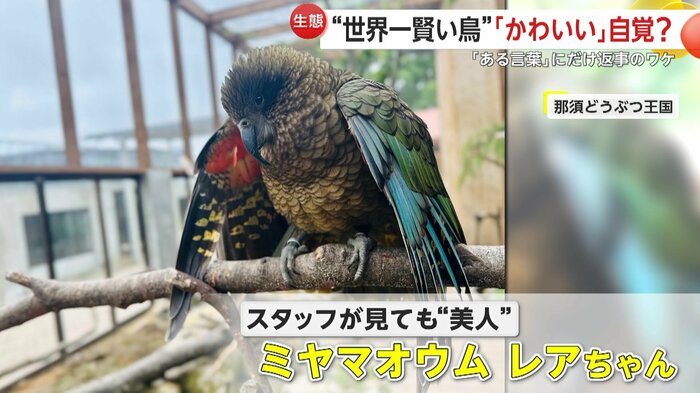 ミヤマオウムのレアちゃん(映像提供:那須どうぶつ王国)