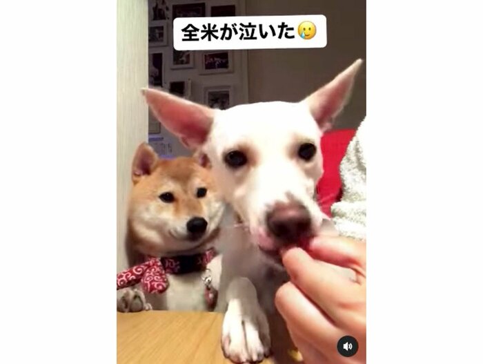 提供:柴犬ハル&雑種すずさん