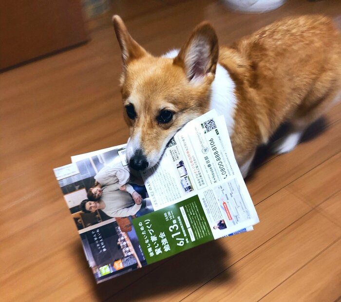 新聞やチラシもくわえて届けてくれる