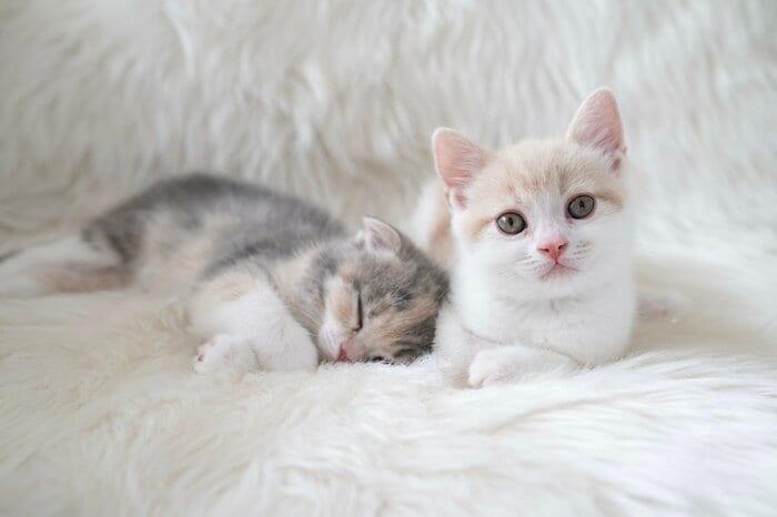 1歳未満の子猫は感染に注意(画像はイメージ)