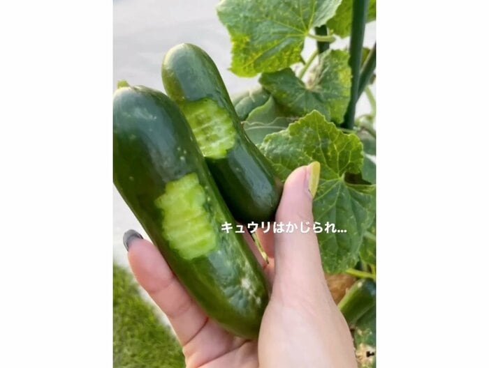 中途半端にかじられたキュウリ(提供:@tonomama2021)