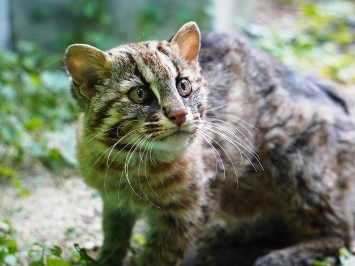 1日に餌を食べなくなり獣医が治療も…天然記念物ツシマヤマネコの「さんちゃん」死去 2月に腎臓の異常見つかる
