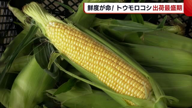 「良いところ丸どり」 新潟市江南区で“トウモロコシ”が最盛期 “新鮮なまま”届けるための工夫とは?