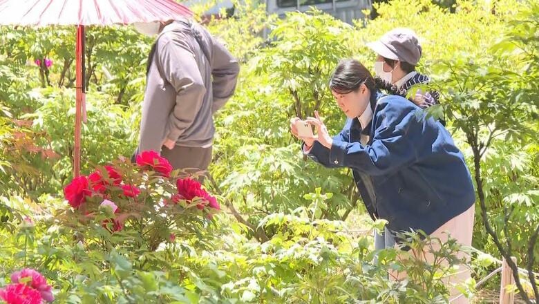 伊那市の遠照寺でボタンの花が見ごろ　“幻のそば”「芝平そば」復活へ｜FNNプライムオンライン