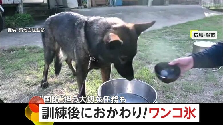 海上自衛隊の“犬の隊員”がわんこそば並みに氷バリバリ！重要防護施設の警備で“国防”任務…訓練後はおかわり連続で体温下げる　広島・呉地方総監部｜FNNプライムオンライン