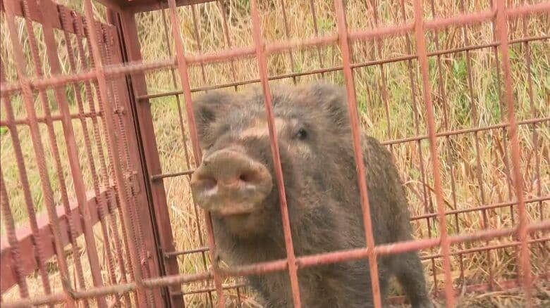 「混ぜくってさるく」熊本・天草市で1カ月で636頭のイノシシ捕獲　有害鳥獣捕獲対策協議会が罠設置しジビエとして利活用｜FNNプライムオンライン