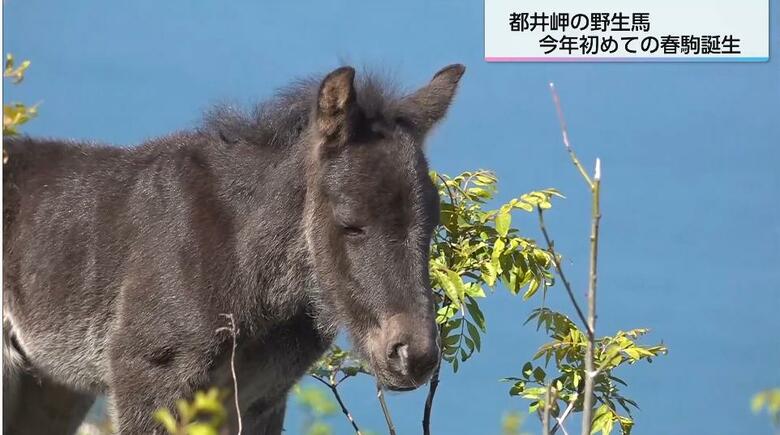 野生馬の赤ちゃん「春駒」ことし初めての誕生　紺碧の海をのぞむ都井岬で母馬について歩く愛らしい姿に癒やされる　宮崎県串間市｜FNNプライムオンライン