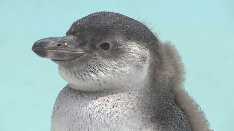 泳ぐの大好き！フンボルトペンギンのひな　親の愛情たっぷり　すくすく成長　長野・須坂市動物園｜FNNプライムオンライン