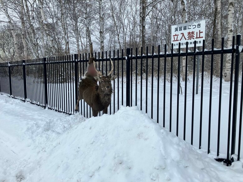 柵に引っ掛かり動けないエゾシカ…高さ2メートルの柵を飛び越えようとしたか？左足付け根に刺さり大けがも警戒緩めず大暴れ…警察官が注意呼びかけ＿麻酔で捕獲（北海道千歳市）｜FNNプライムオンライン