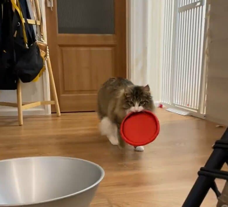 「ウチの猫が犬すぎる」飼い主が投げたディスクを取ってくる猫が可愛い…まれに口でキャッチも！？｜FNNプライムオンライン