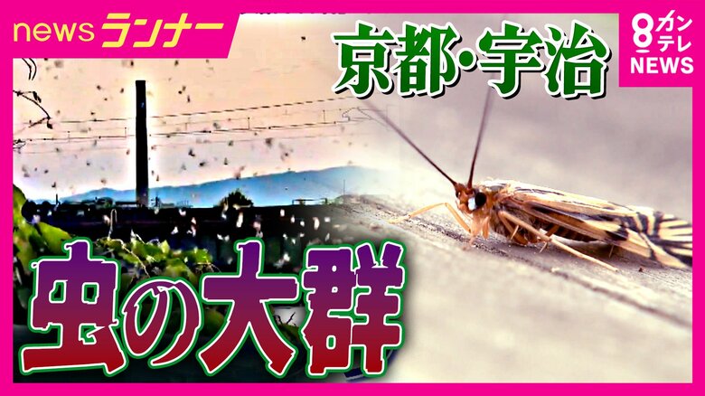 京都・宇治に「虫の大群」　その正体は“ホタルよりもきれい好き”「トビケラ」　水をきれいにする力も　「害がない虫と知ってほしい」市は漫画でイメージアップ作戦｜FNNプライムオンライン