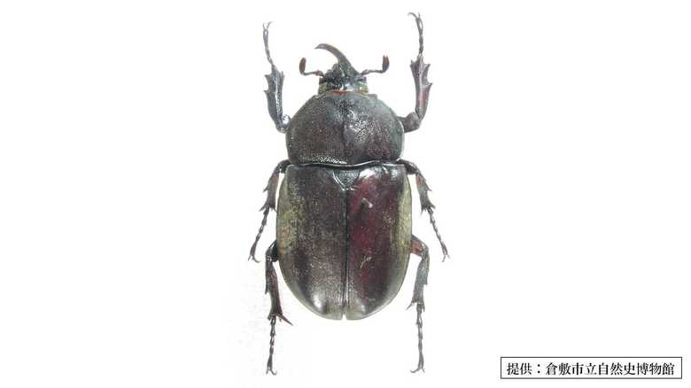 2006年に寄贈された雌雄型カブトムシ(提供:倉敷市立自然史博物館)
