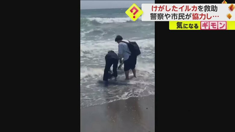 身動きが取れないイルカを助けようとする2人(FNN投稿サイト「ビデオPost」)