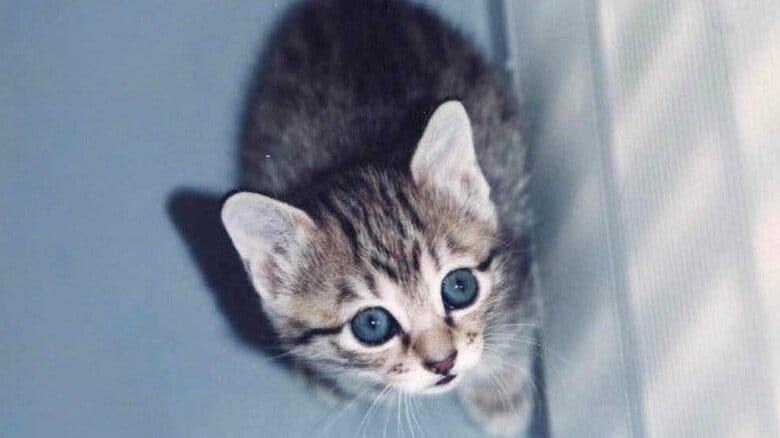 子猫時代のモカちゃん(提供:飼い主さん)