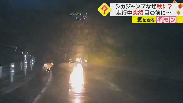 シカがガードレールを跳び越え、バイクの前を走り抜ける瞬間⑥