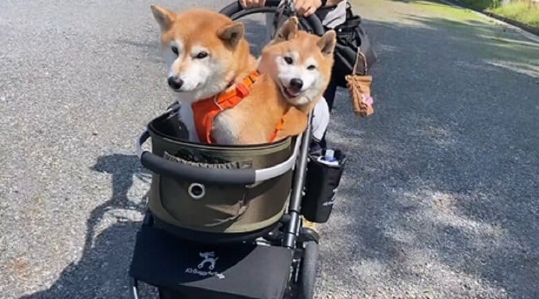 バギーに乗ってお出かけ