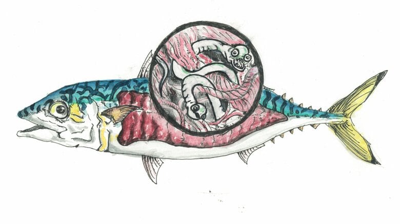 学生によるアニサキスのイラスト（c）大瀬千空