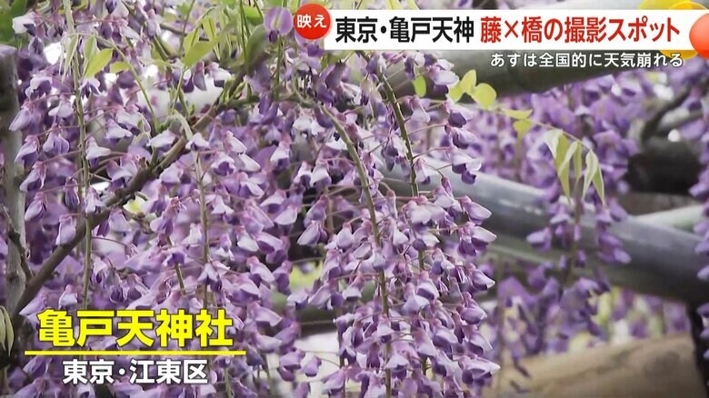東京・江東区の亀戸天神社で見頃を迎えた藤の花