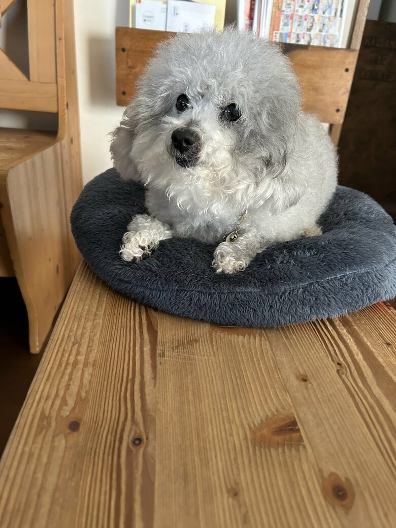 （画像：飼い主さん提供）