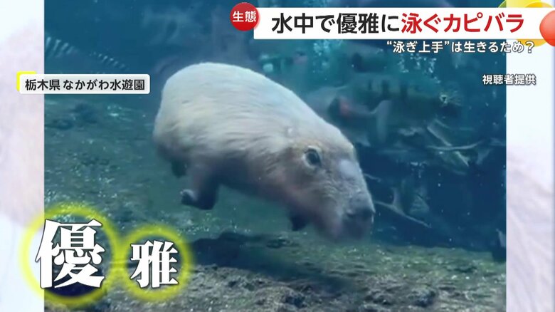 縦横無尽に泳ぐカピバラ