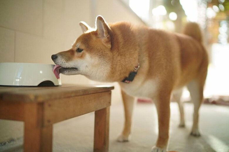 おなかが減りました…