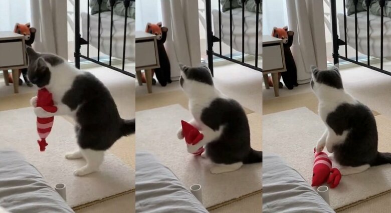 「なぜお前がこんなところに…」遊び中、窓際のレッサーパンダに思わずポトリ…