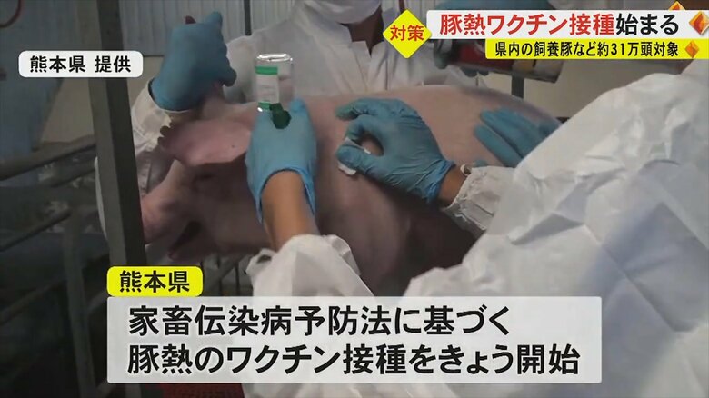 豚熱のワクチンを打つ様子