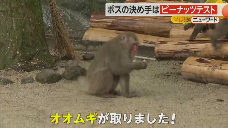 5回中4回、先にピーナッツを取りボスザルに認定されたオオムギ