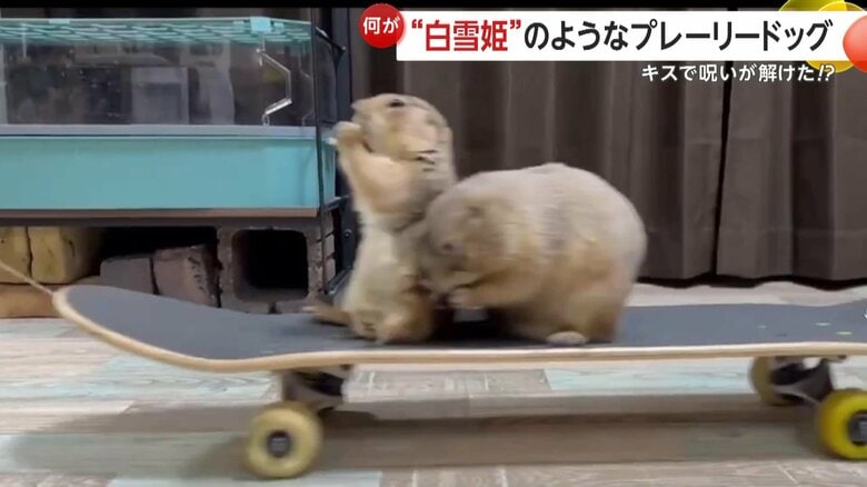 挨拶がまるで白雪姫のような、ロマンティックな2匹