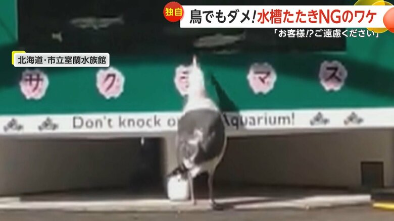 水槽を突っつくかもめ（@MuroranAquarium）