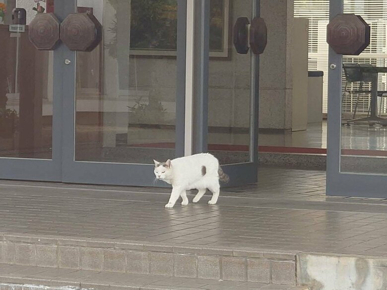 玄関付近をウロウロ…