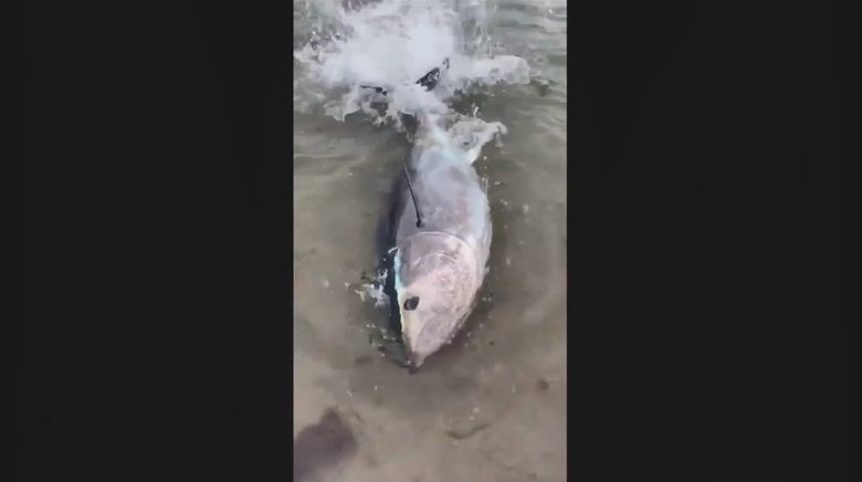 真夏の海水浴場に体長2メートルのマグロ出現…理由について専門家は