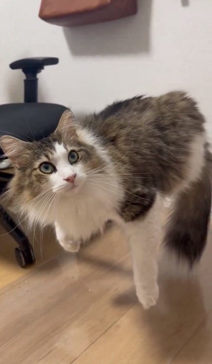 こちらが「浮く」シィクくん。椅子のフットレストに乗っているのだが、毛で隠れてまるで魔法？