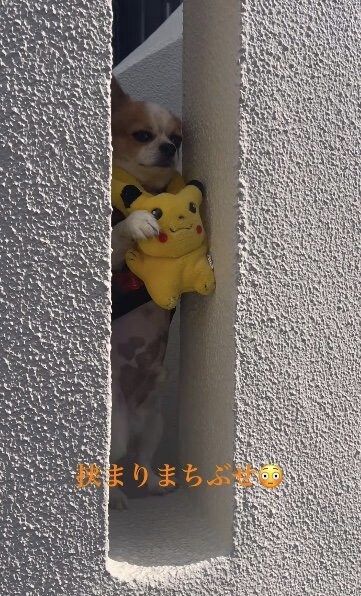 提供：SORA/ちわわさん