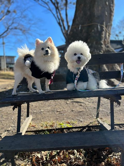 左：ハルくん　右：エマくん（提供：エマ emmaさん）