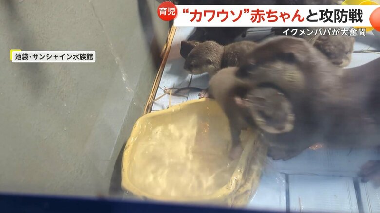 水遊びしたい赤ちゃんを巣箱に戻そうと奮闘するコツメカワウソのお父さん③