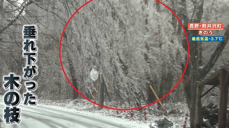 走行する車のフロントガラスに、大きく垂れ下がった枝があたる