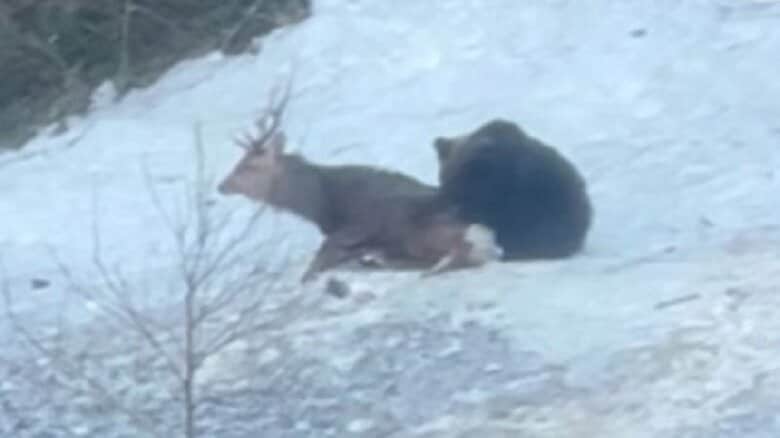クマが生きたオスジカを襲い抑えつける―