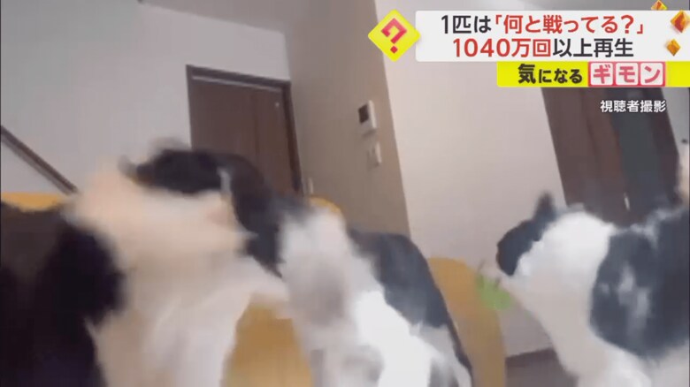 リングを取り合う2匹が動くと、同時に頭を振るワンちゃん⑤