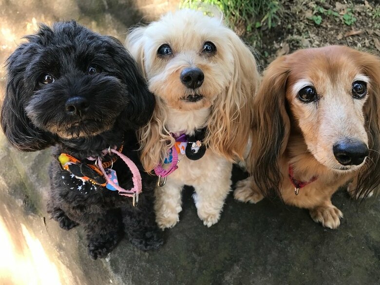 ※イメージ（画像提供：麻布大学獣医学部　永澤美保准教授）