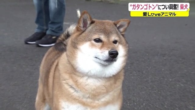 電車が過ぎても見続けるカレン