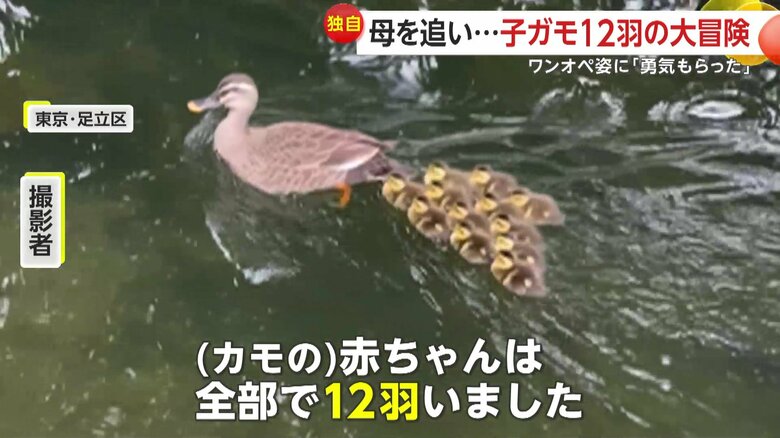 「（カモの）赤ちゃんは全部で12羽いました」と話している撮影者