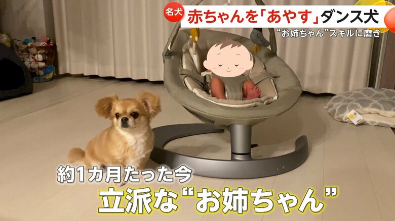 約1カ月たった今では立派な“お姉ちゃん”だというハナちゃん（「うわうわ犬のハナ」チャンネルより）