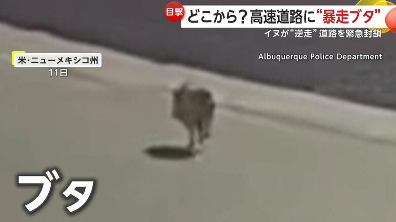 高速道路を疾走するブタ