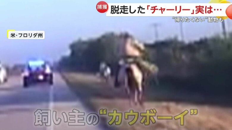 さっそうと現れた白馬に乗った男性