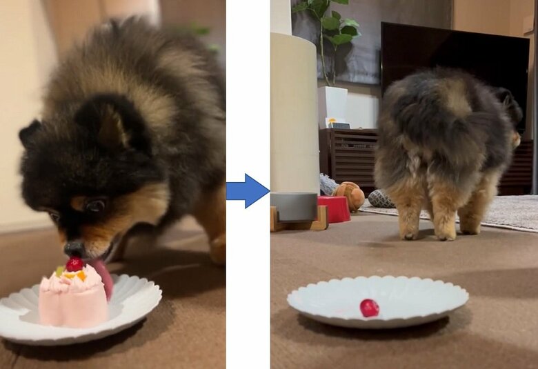 食べ始めたらすごい勢いだったそう