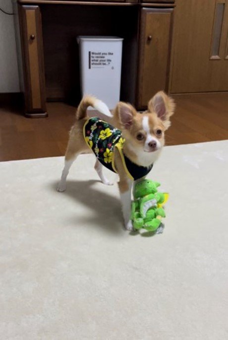 提供：ふくのすけさん