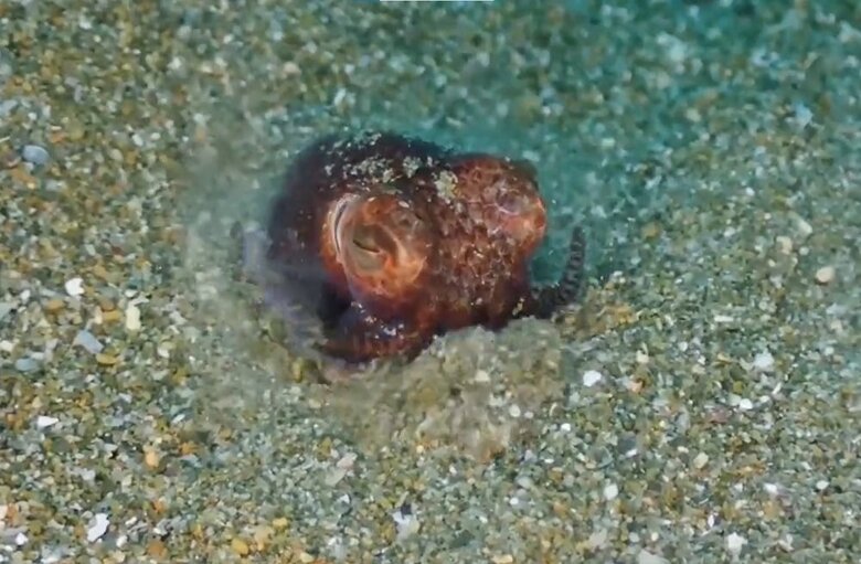 ずぼりと入って